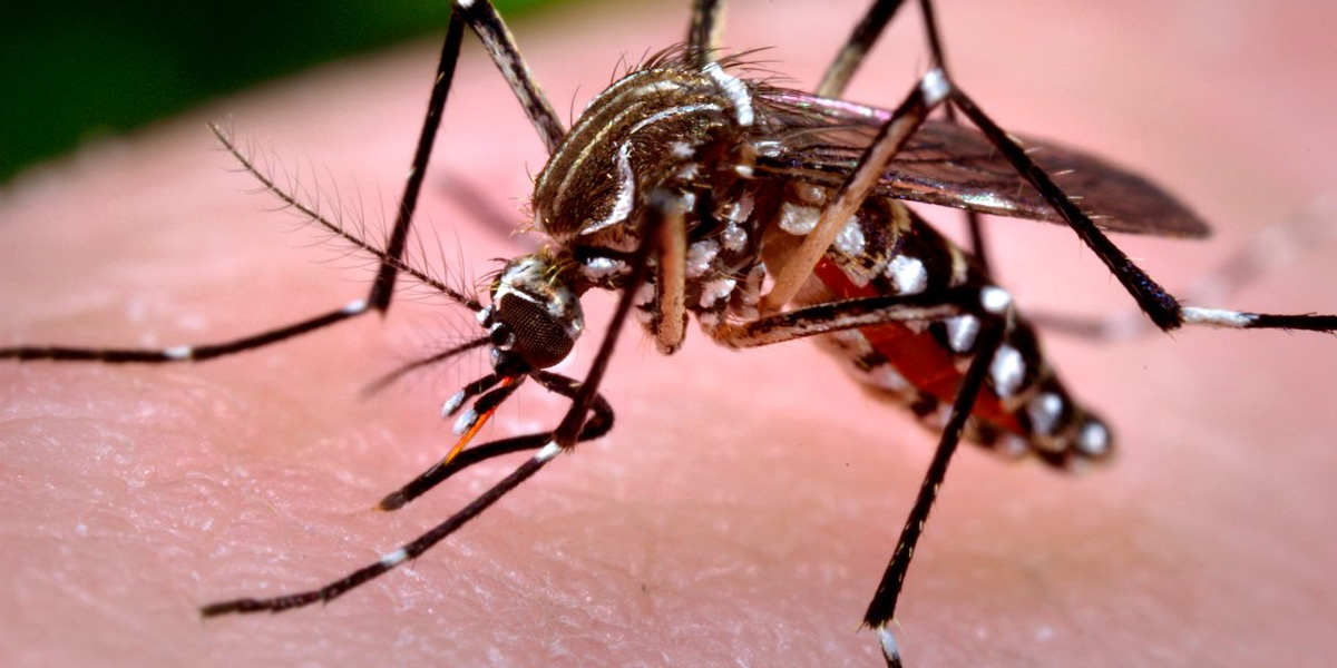 Aedes aegypti mosquito Dengue virus Zika virus