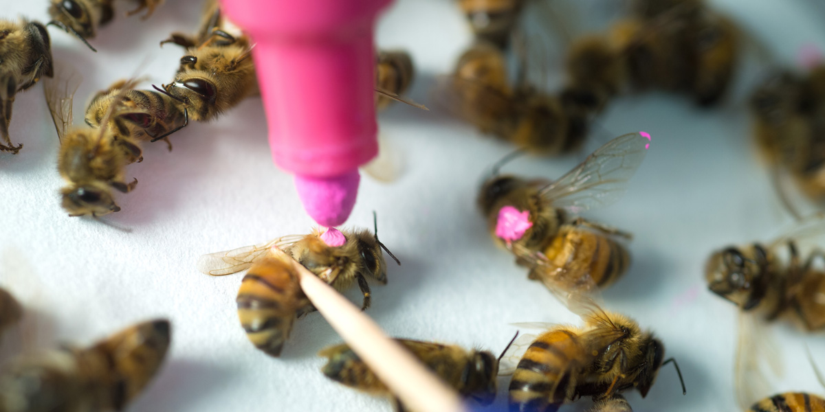 Bees in study of Glyphosate poisoning