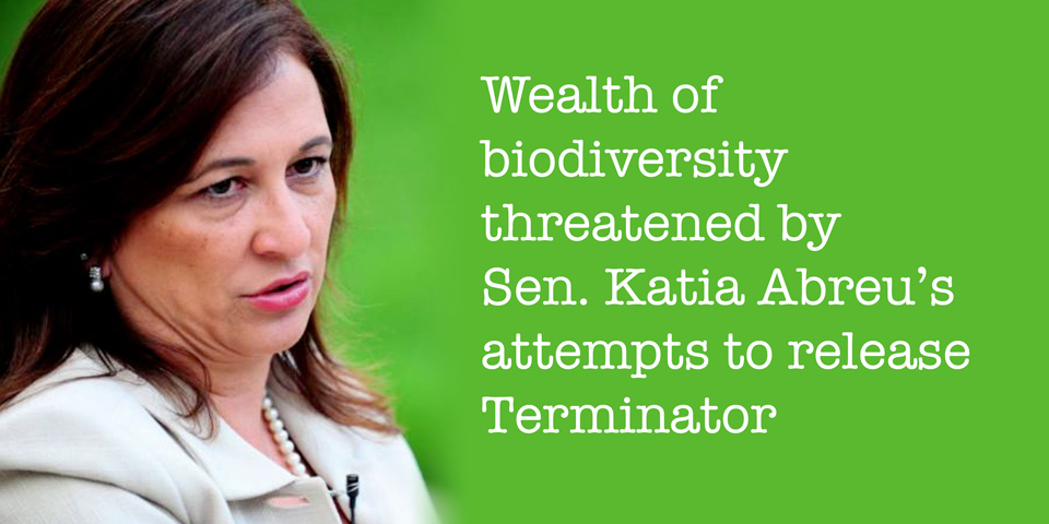 Biodiversity threatened by Sen Katia Abreu's Terminator policy
