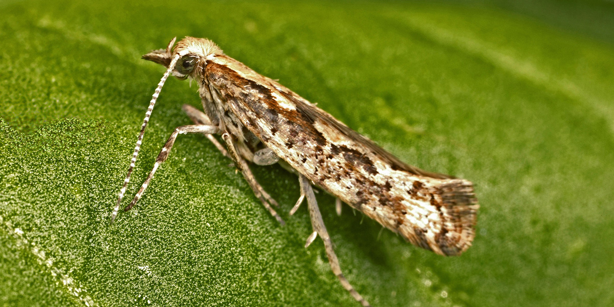Diamond back moth - Plutella xylostella