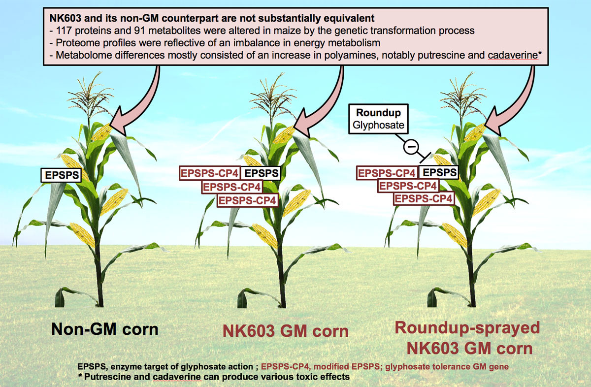 GMO maize NK603 not substantially_equivalent to non-GMO counterpart