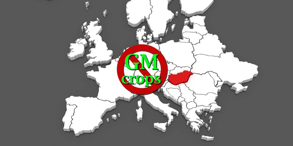 Hungary could ban cultivation of GM Crops