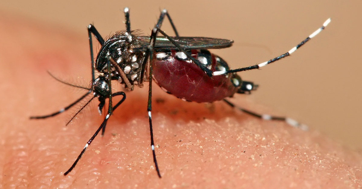 Mosquito Aedes aegypti feeding