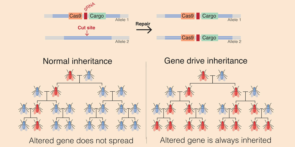 Normal inheritance and Gene Drive inheritance