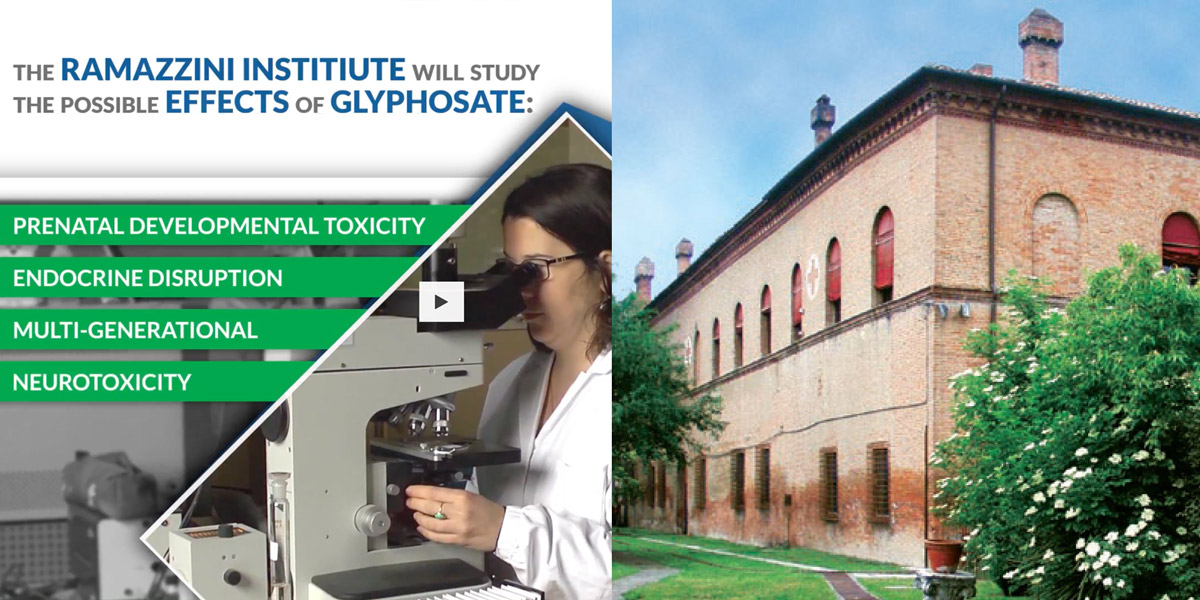 Ramazzini institute research Glyphosate
