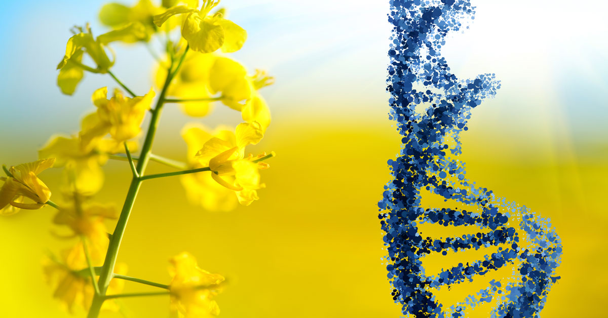 Rape Canola flower and DNA strand