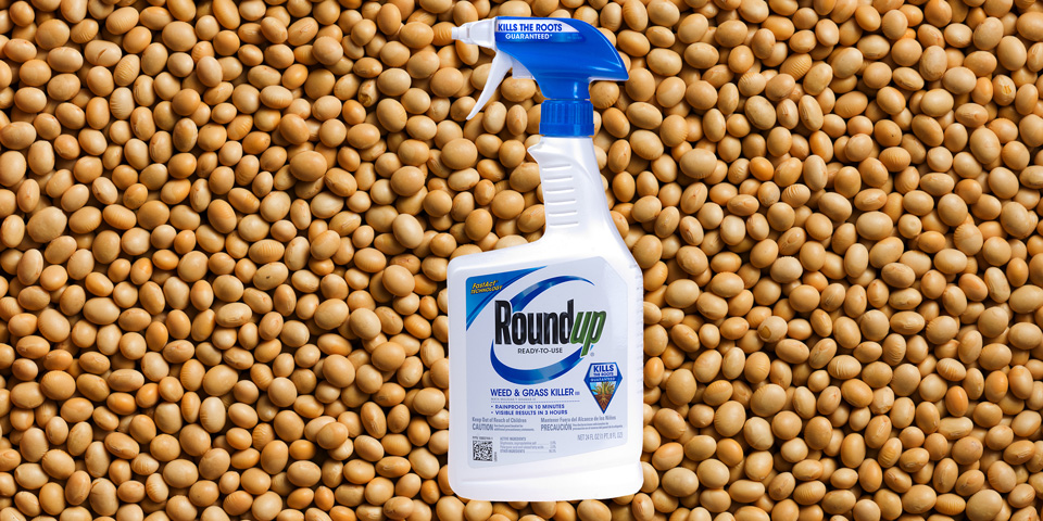 Roundup sprayer and GM Roundup Ready soya beans