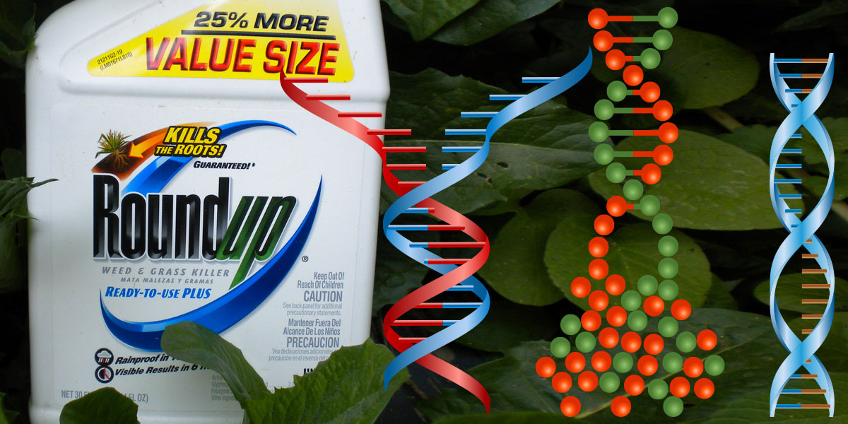 Roundup bottle and DNA Damage
