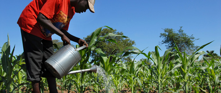 African farmer watering crop