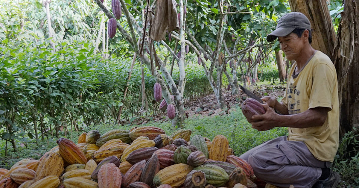organic farming of cocoa in a developing country
