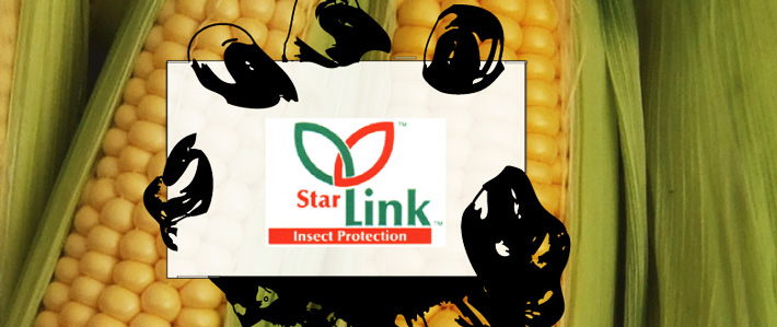 starlink corn death