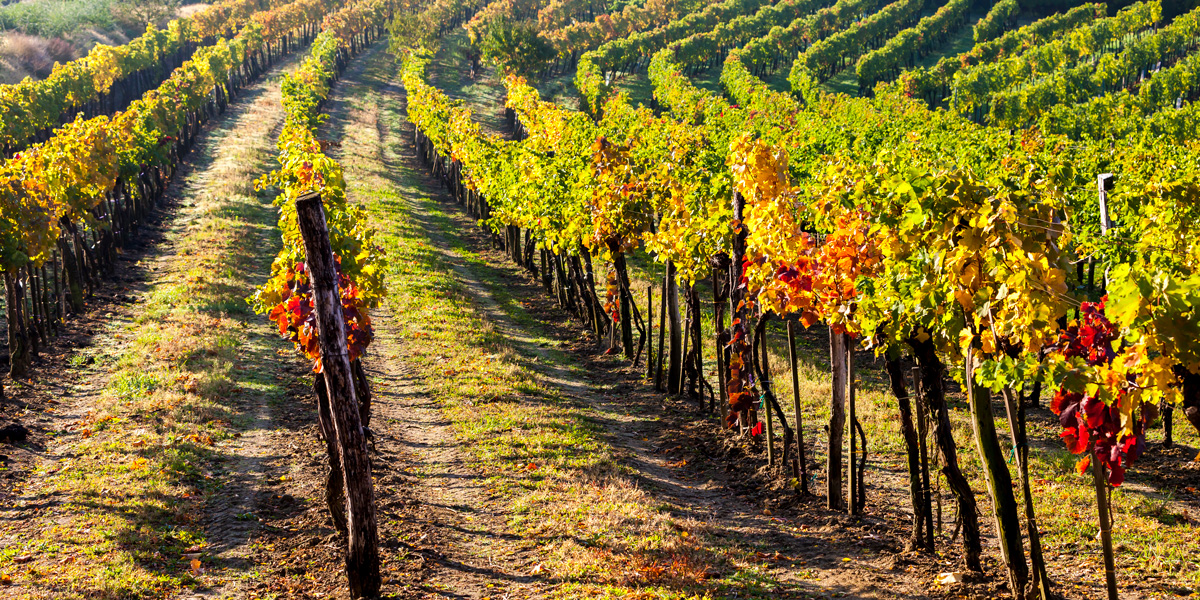 vineyards in Lower Austria