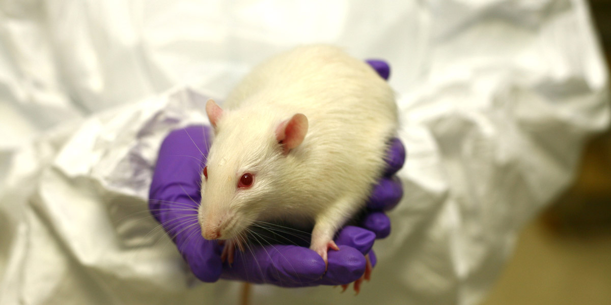 white rat on purple gloved hands