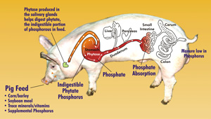 Genetically Modified 'Pig Enviropig' shelved