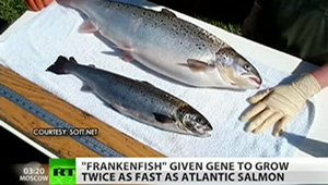 Frankenfish: Genetically engineered salmon