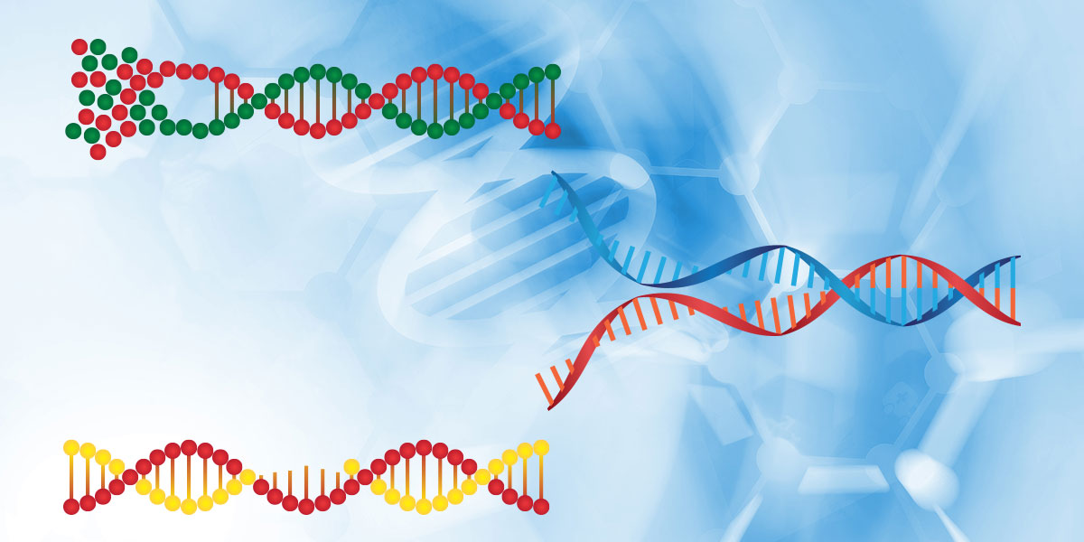 Damaged DNA strands