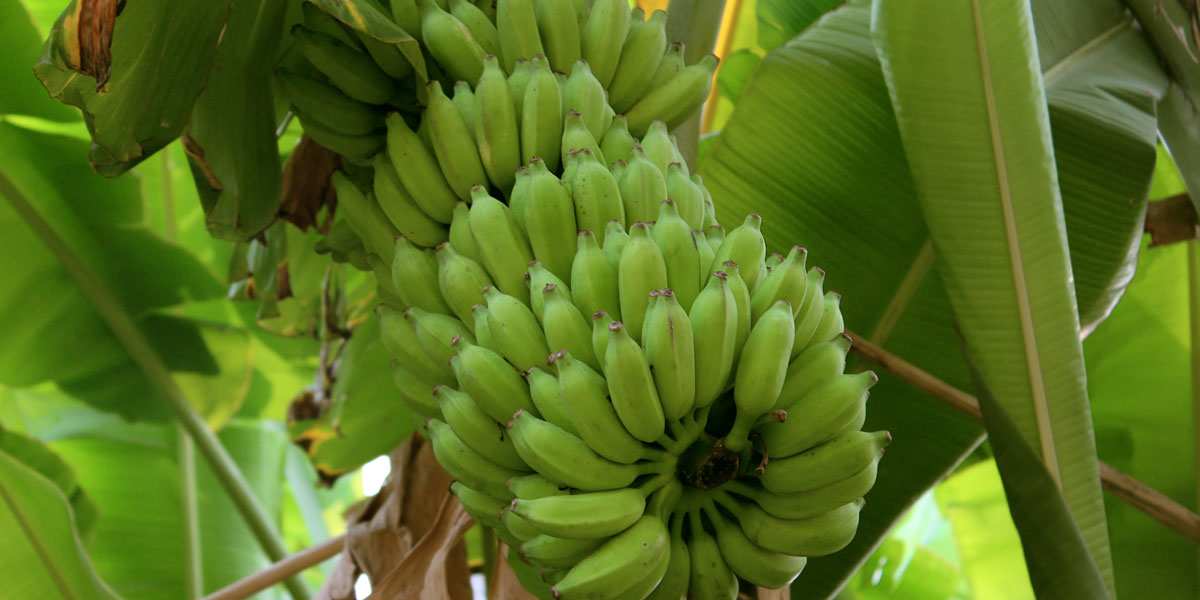 A cluster of bananas