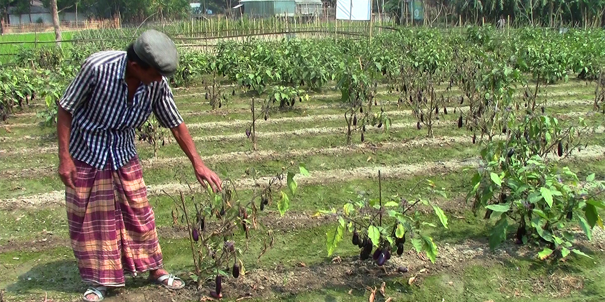 Abul Hayet, Dhanua, Narsingdi, showing disease-affected Bt brinjal plants in his field