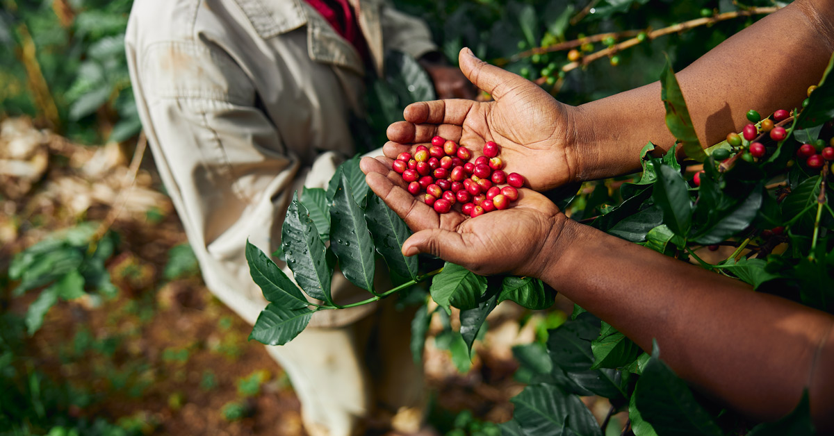 African worker gathering coffee beans