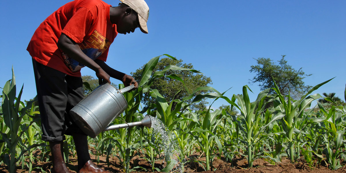 African Farmer watering maize