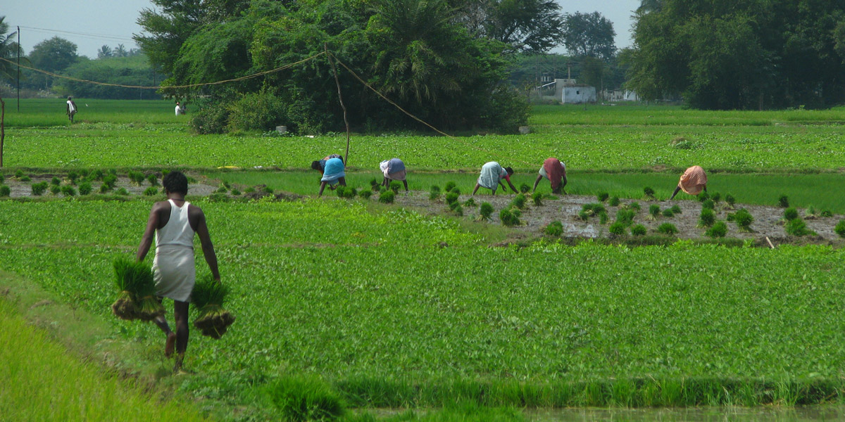 Agricultural field works in Kanchipuram