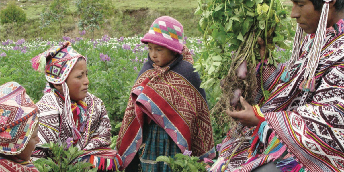 Andes potatoes and native farmers