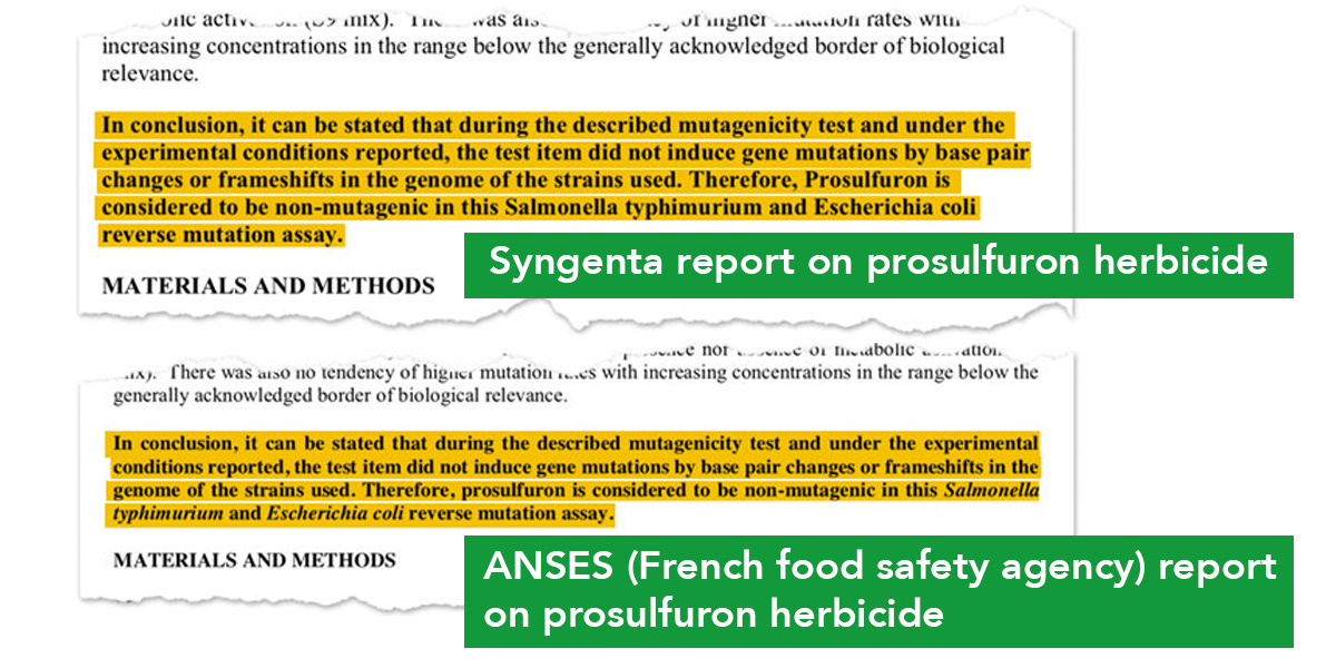 Anises and Syngenta reports