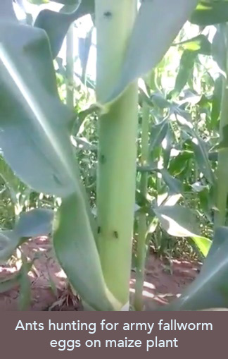 Ants hunting for army fallworm eggs on maize plant