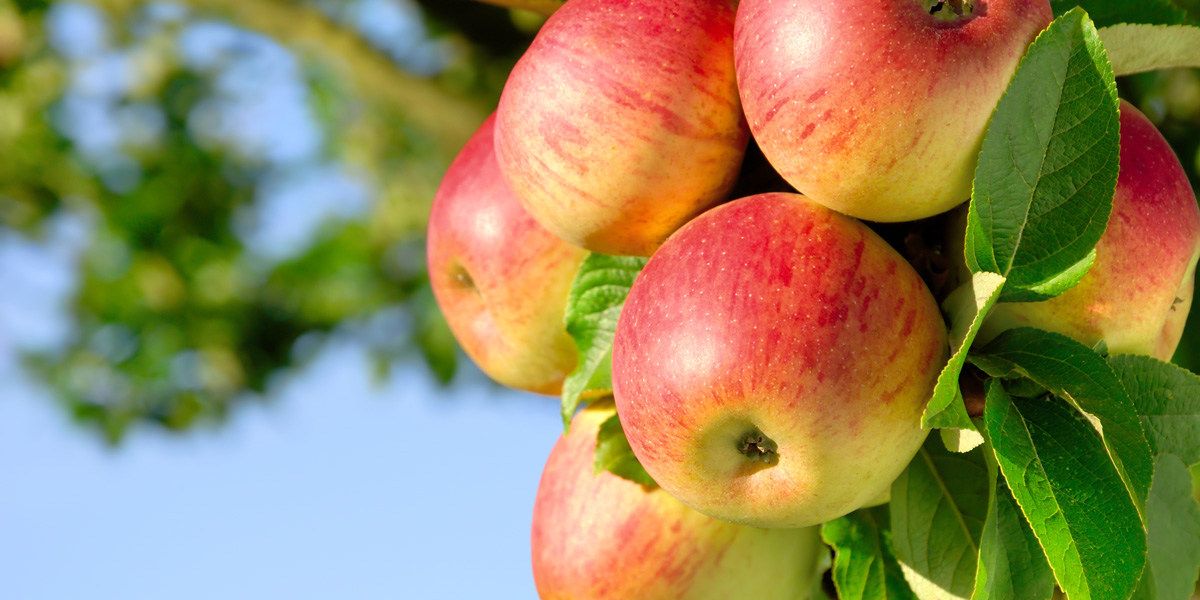 https://www.gmwatch.org/images/banners/Apples_on_tree_1200x600.jpg