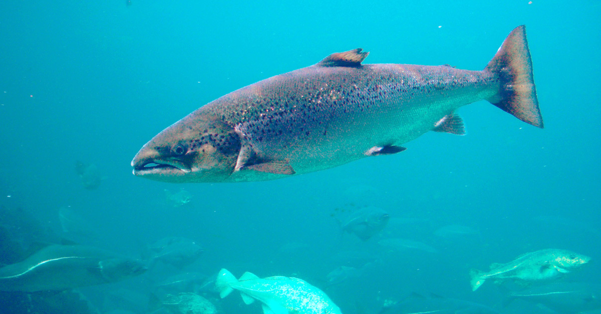 Atlantic Salmon