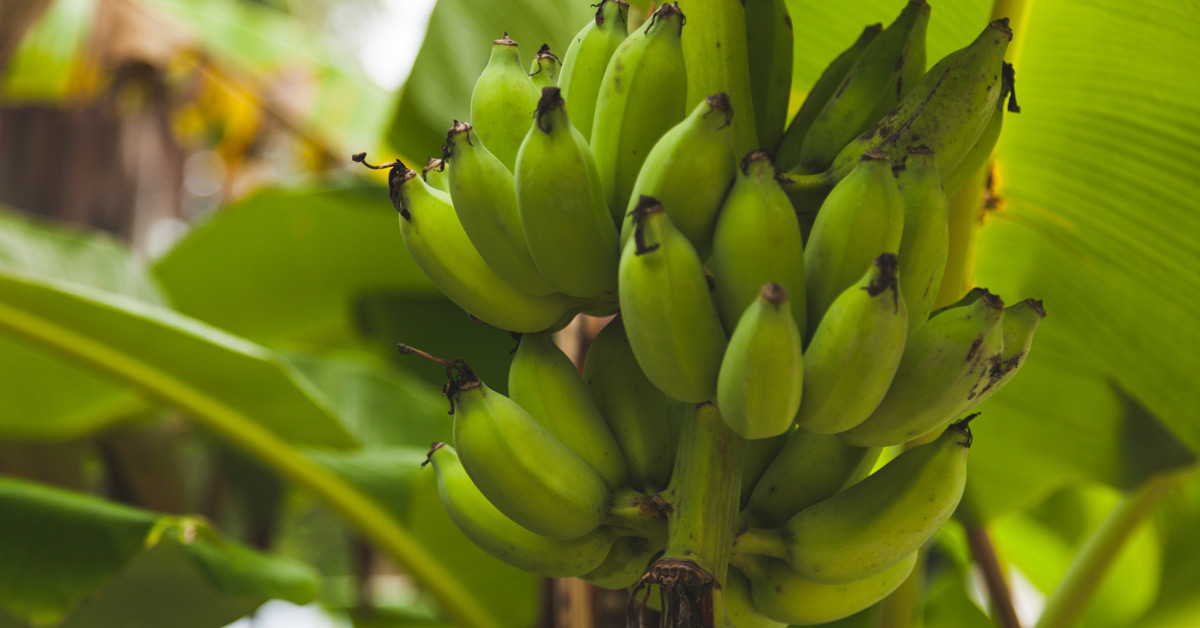 Bananas on a tree