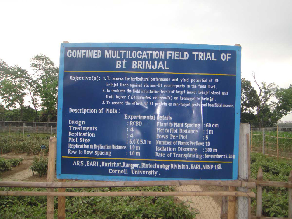 Signboard Bt-Brinjal in Rangpur