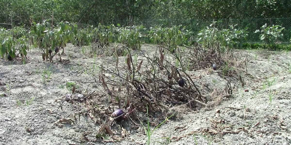 BT Brinjal death in Bangladesh