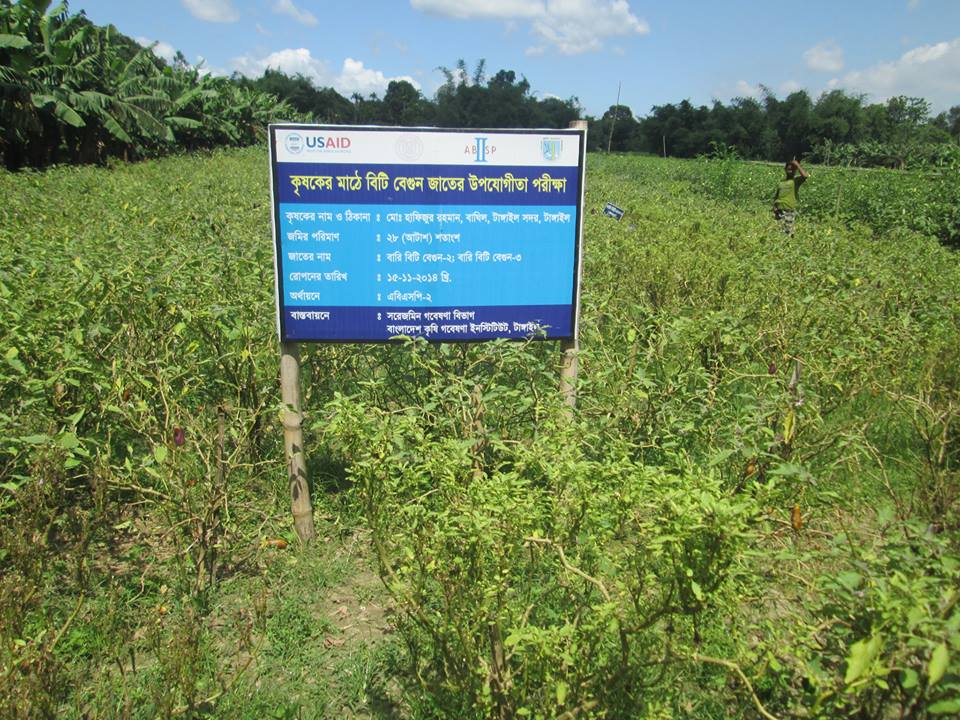 dead or dying plants of BARI Bt Brinjal 3 (Bt-Kajla) variety