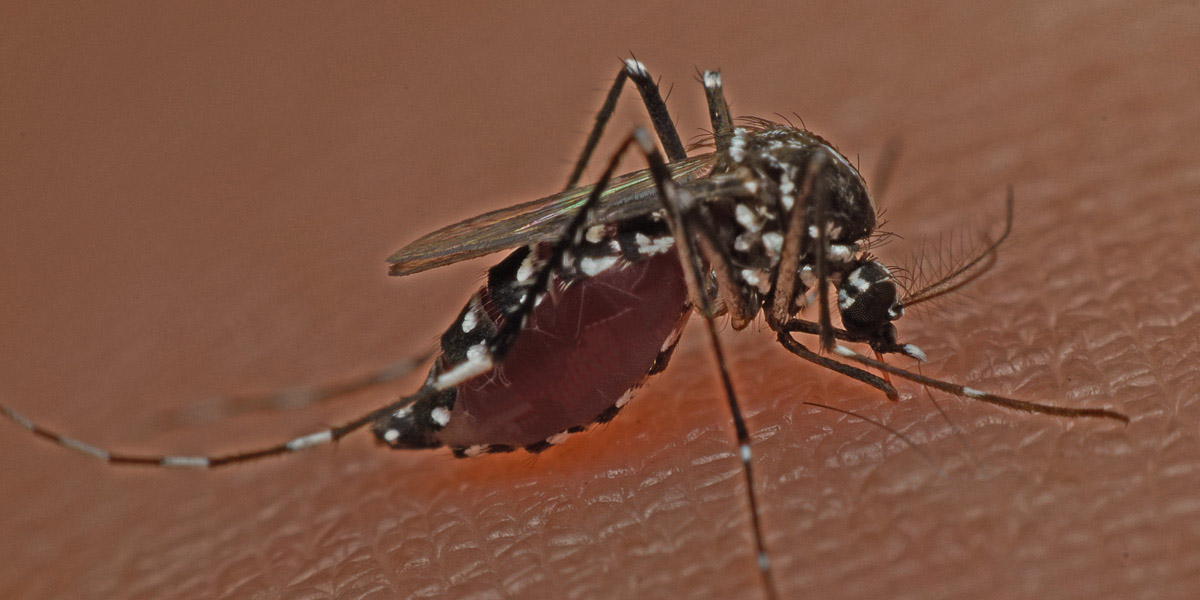 Mosquito on dark skin