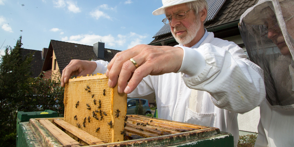 Beekeeper Caring For Bee Colony
