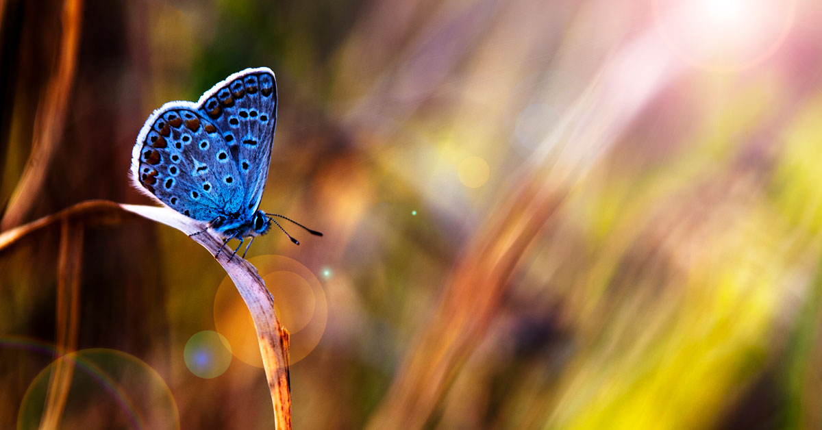 Blue butterfly