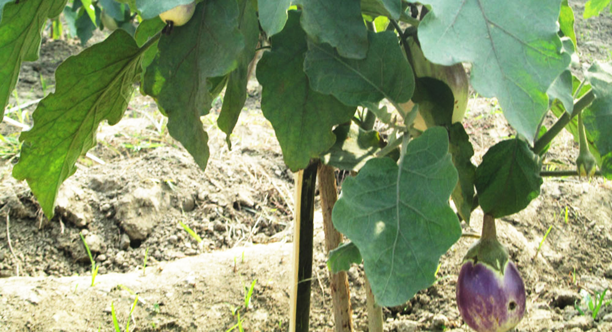 Bt brinjal colour change in fruits and pest on fruit