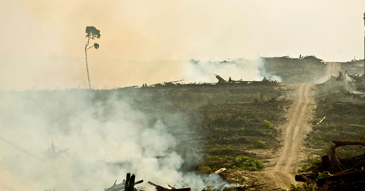 Burning rainforest for palm oil growing