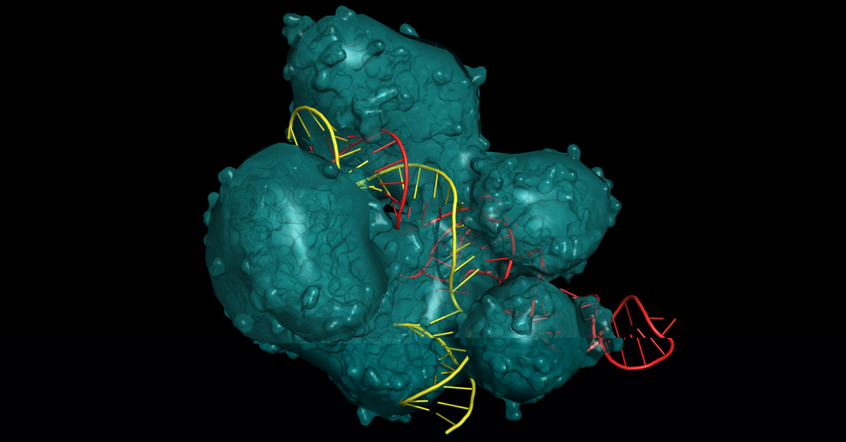 CRISPR Cas9 system for editing