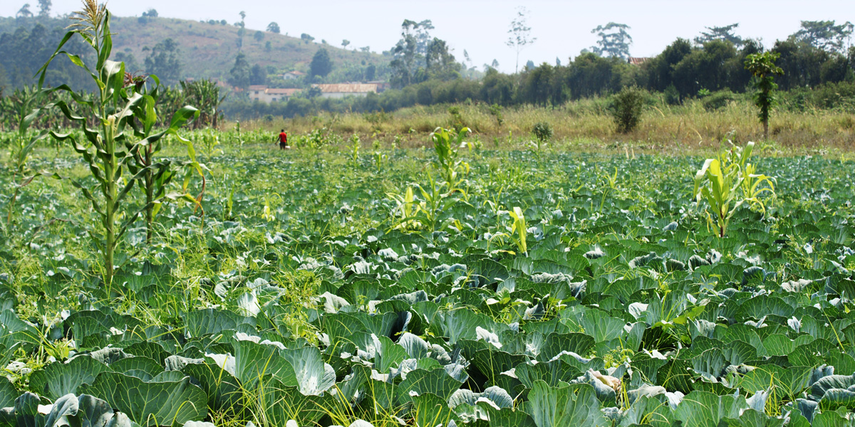 Cabbage Field