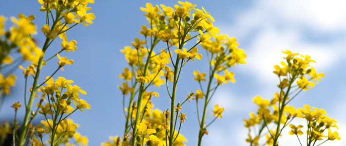 Canola Under Blue Sky