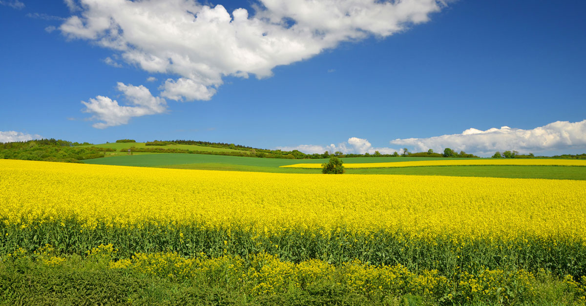 Canola rapeseed field