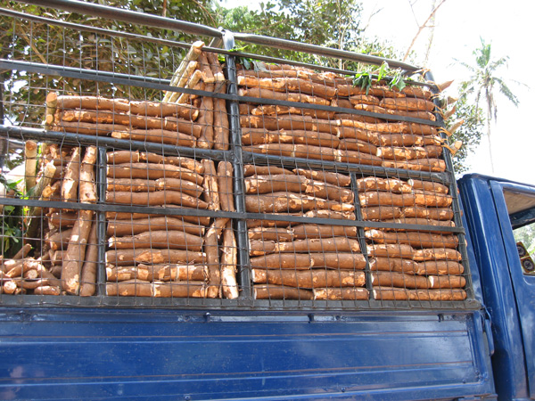 Cassava on lorry in Tanzania