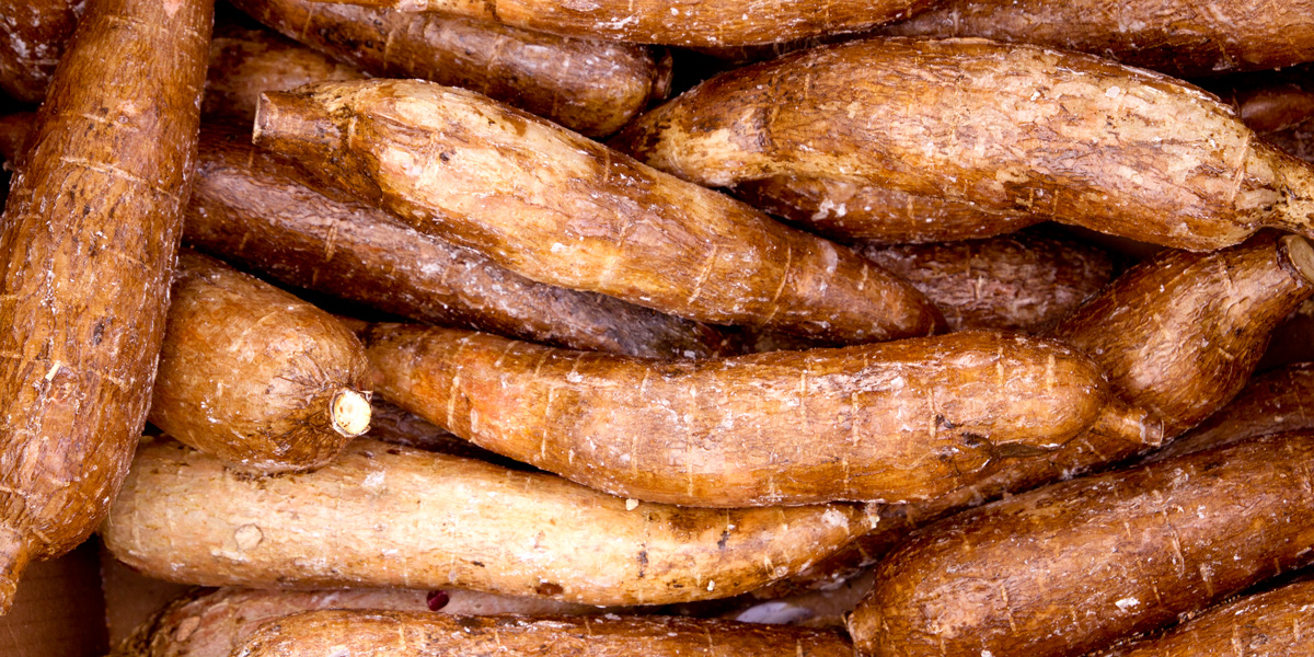 Cassava yucca rhizomes