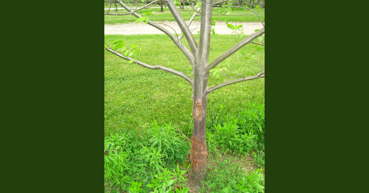 Castanea dentata blight