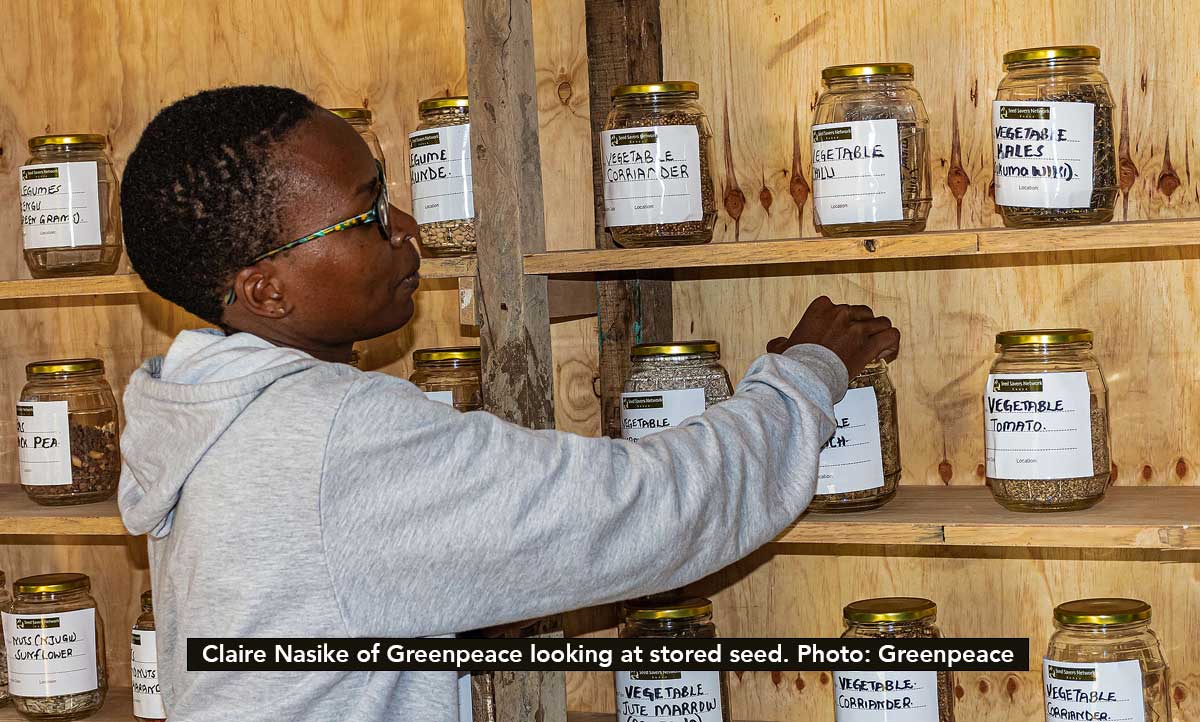 Claire Nasike of Greenpeace looking at stored seed