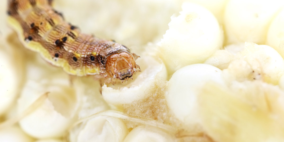 Corn Earworm