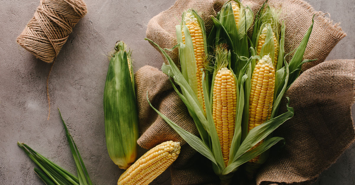 Corn cobs on sack cloth