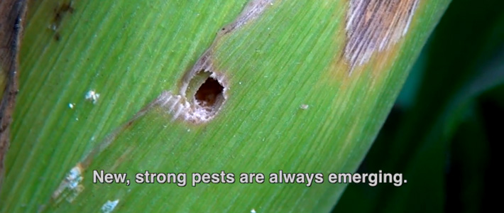 Corn pests